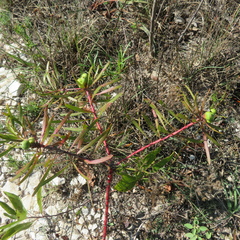 Oenothera macrocarpa