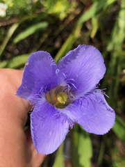 Gentianopsis virgata
