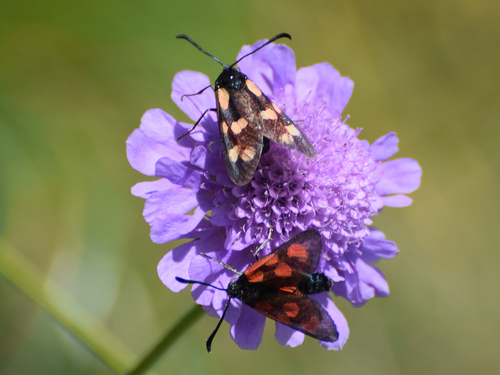 Slender Scotch Burnet, photo 6 of 10