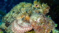 Scorpaena plumieri