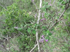 Aloysia macrostachya