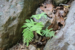 Phegopteris connectilis