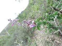 Aloysia macrostachya