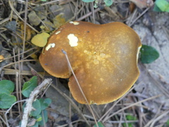 Aureoboletus innixus