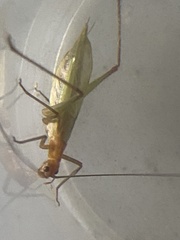 Oecanthus pini