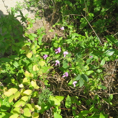 Desmodium paniculatum
