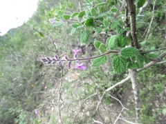 Aloysia macrostachya
