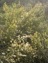 Lepidospartum squamatum