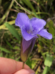 Gentianopsis virgata