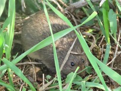 Microtus