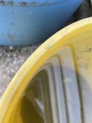 Macrosteles