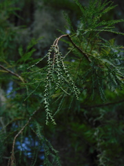 Taxodium mucronatum