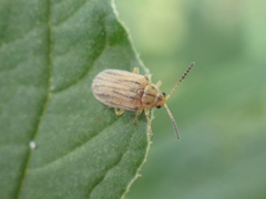 Ophraella communa