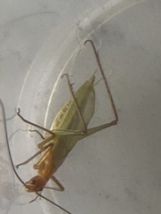 Oecanthus pini
