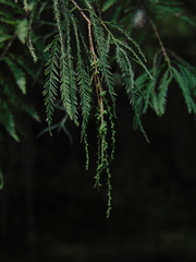 Taxodium mucronatum