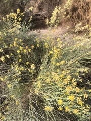 Lepidospartum squamatum