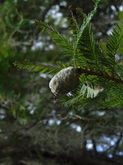 Taxodium mucronatum