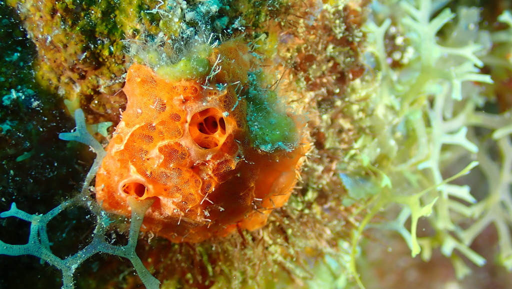 Batzella rubra