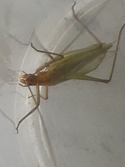 Oecanthus pini