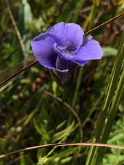 Gentianopsis virgata