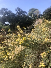 Lepidospartum squamatum