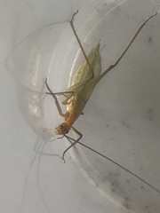 Oecanthus pini