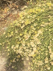 Lepidospartum squamatum