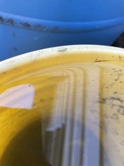 Macrosteles