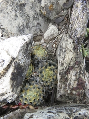 Mammillaria schiedeana