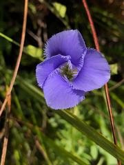 Gentianopsis virgata