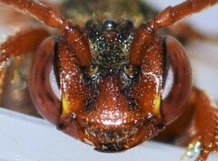 Nomada banksi