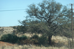Vachellia erioloba