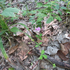 Lespedeza procumbens