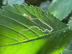Stigmella lemniscella