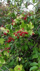 Viburnum opulus