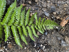Dryopteris arguta