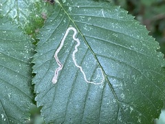 Stigmella lemniscella