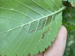 Stigmella lemniscella