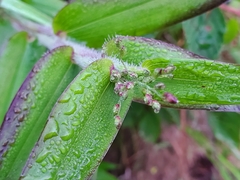 Dichanthelium latifolium