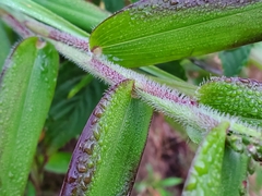 Dichanthelium latifolium