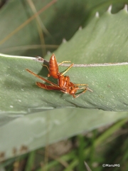 Polistes canadensis