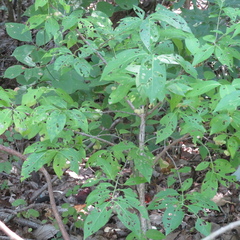 Euonymus atropurpureus