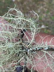 Usnea cavernosa