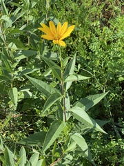 Helianthus pauciflorus