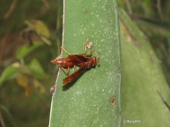 Polistes canadensis