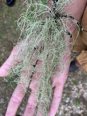 Usnea cavernosa