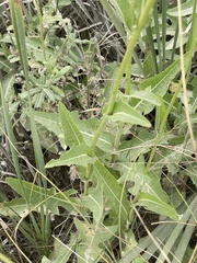 Sonchus arvensis