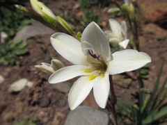 Tritonia pallida