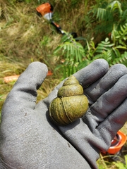 Cipangopaludina chinensis