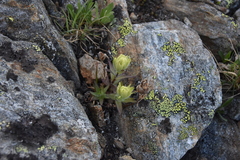 Castilleja occidentalis